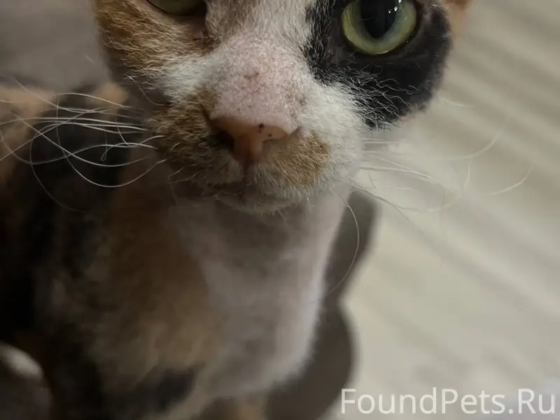 Пропала кошка 27.09.2025, клич...