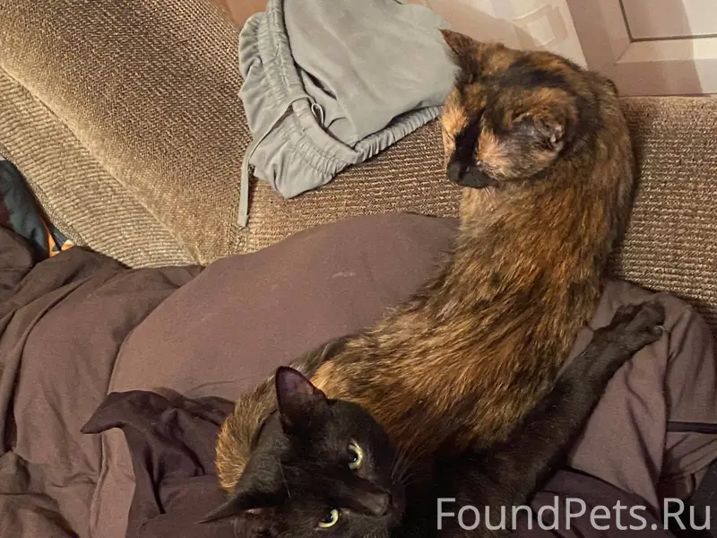 Пропал кот, в районе переулка ...