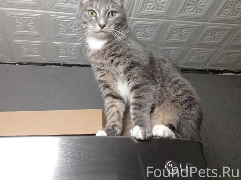 Добрый день! Сегодня пропал ко...