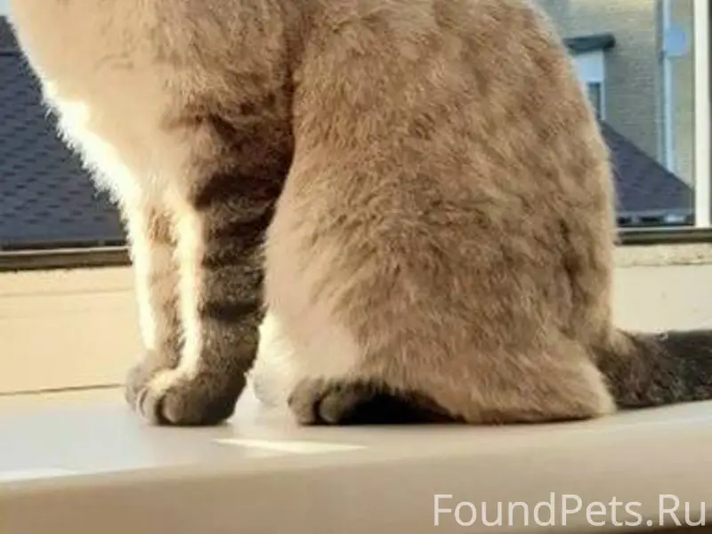 Пропала кошка, Фрунзенский рай...