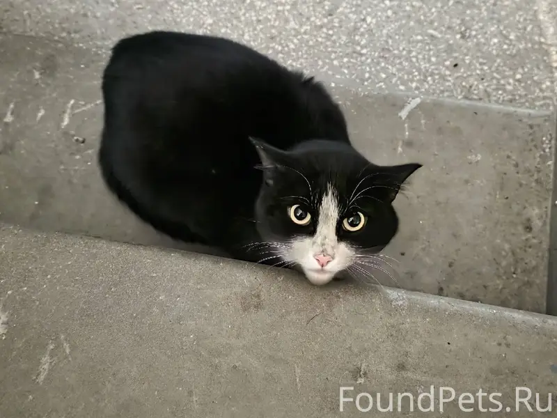 Найден кот ( или кошка ), сиди...