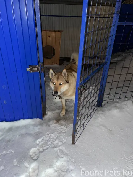 Потерялась собака по кличке та...