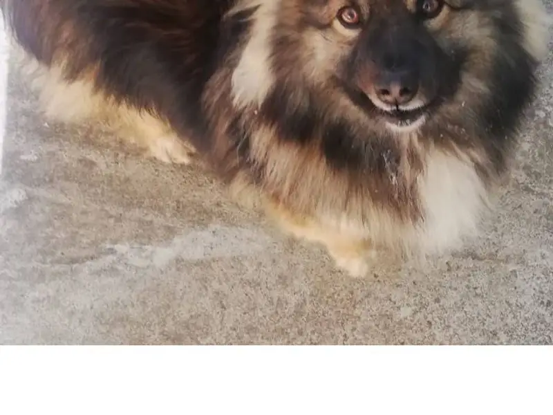 Потерялся собака по кличке Шар...