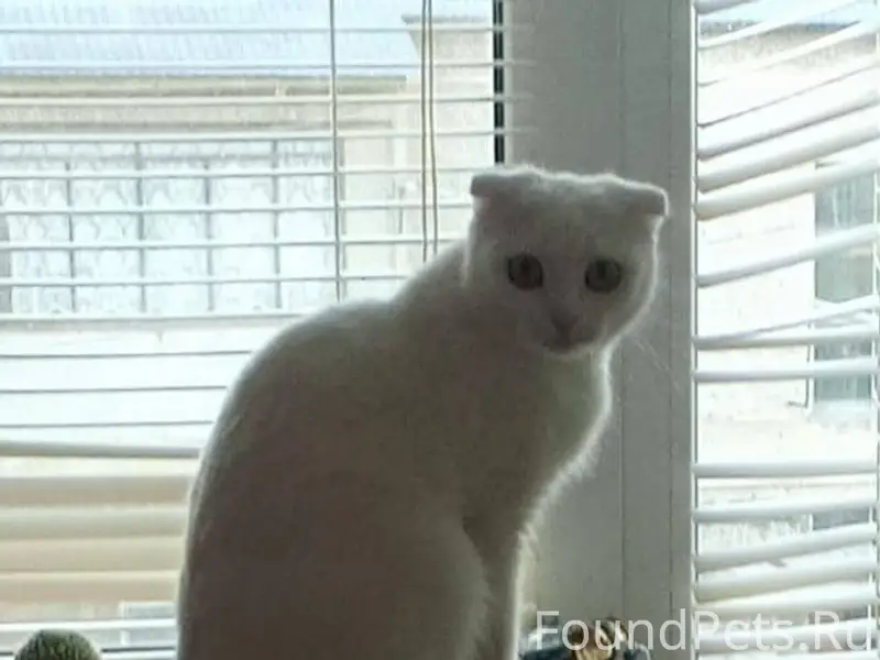 Пропала кошка, белая шерсть, в...