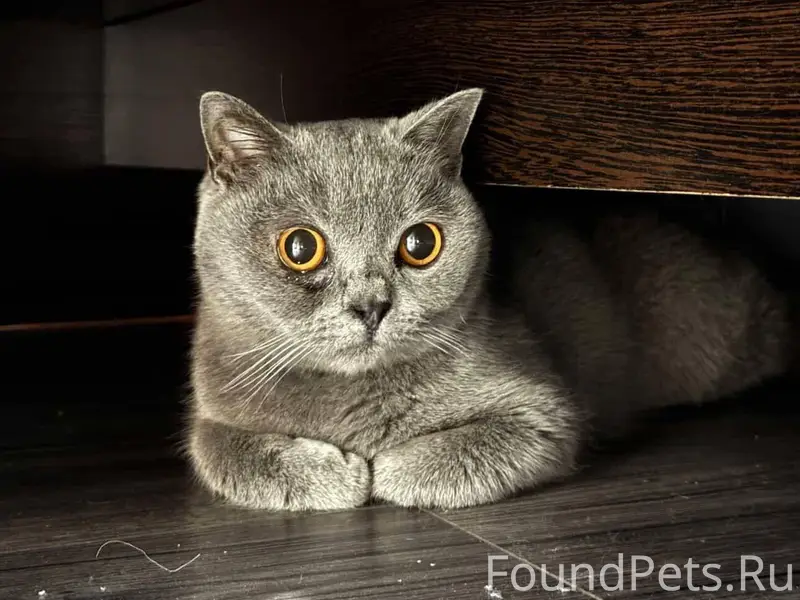 СРОЧНО ❗❗❗ Найден кот кастриро...
