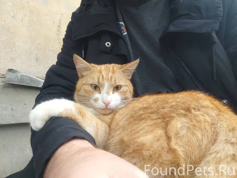 В ж/д районе пропал кот...