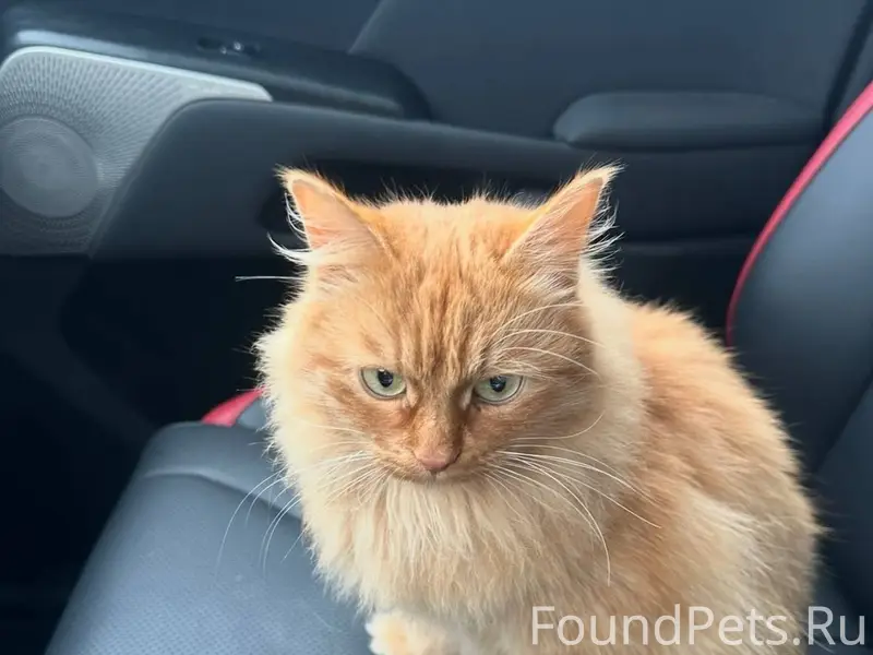 Пропала миниатюрная рыжая кошк...