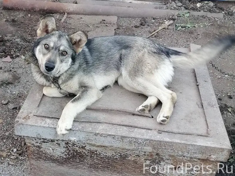 🆘🆘🆘🆘🆘🆘🆘🆘🆘🆘🆘🆘🆘🆘🆘 Пропал пёс !!!...