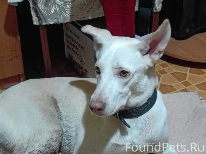 Найдена собака. Подошёл сам. М...