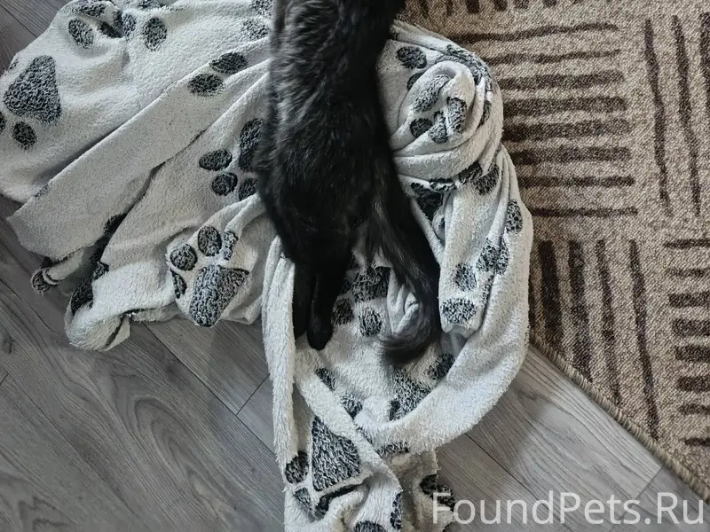 Пропал кот на выходных, в Ветл...