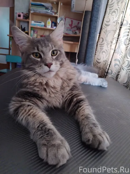 Пропал кот при не известных об...