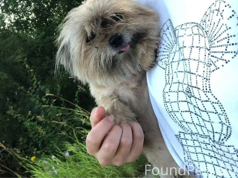 Потерялась собака смесь Йорка ...