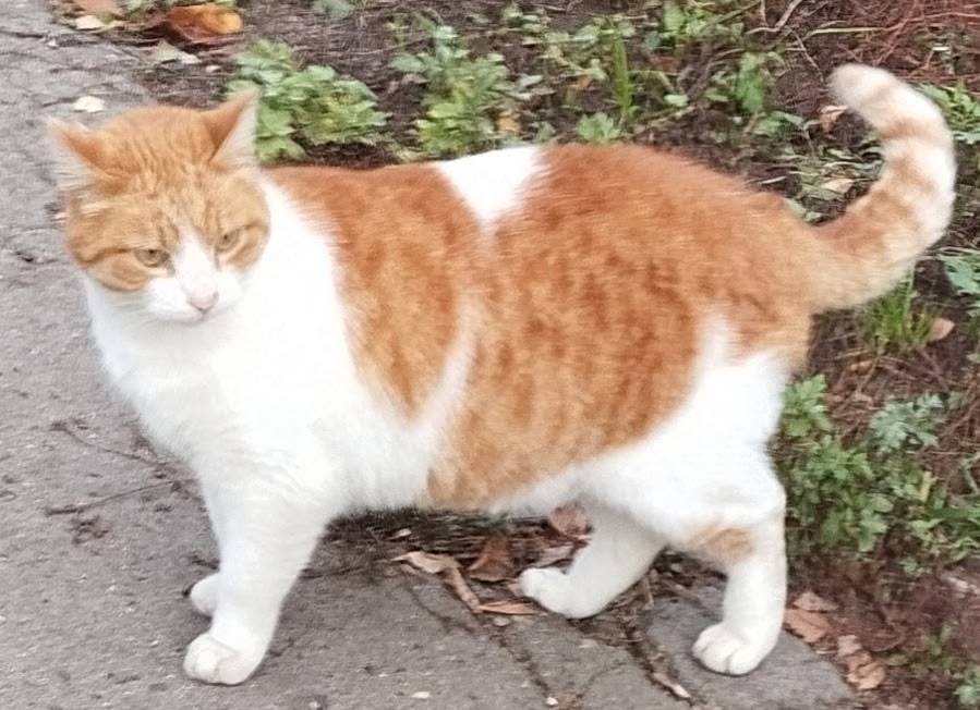 ПОТЕРЯЛСЯ КОТ 23 ноября 2025 г...