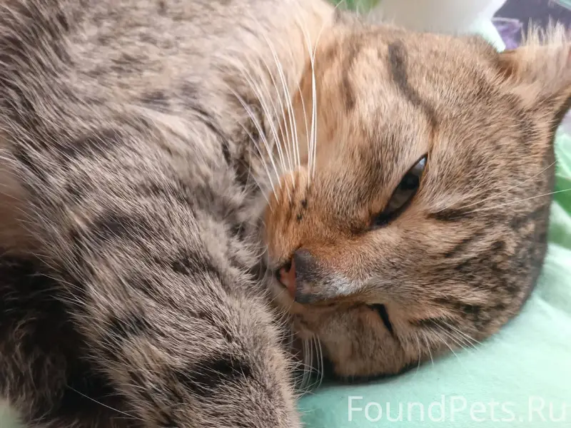 Найден кот, очень ласковый. За...