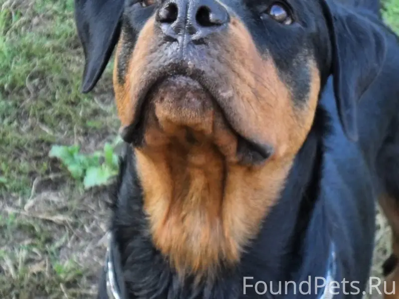 Потерялась собака — девочка, п...