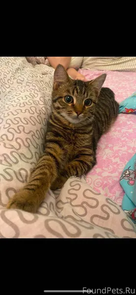 В поселке Контокки пропал кот ...