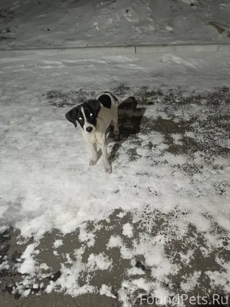 Щенок с ошейником,видимо потер...