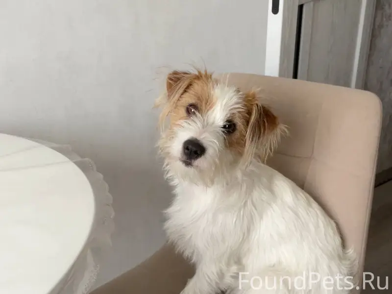 Пропала собака по кличке Тоша ...