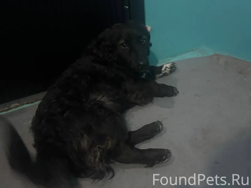 Найдена собака Прокопьевск инс...