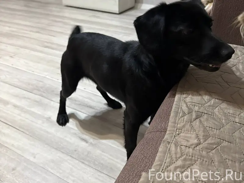 Найдена собака в районе 3-я...