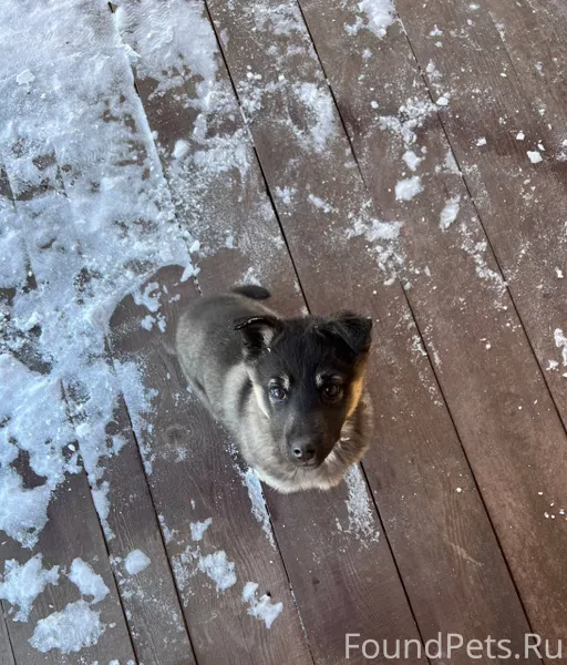 Здравствуйте! Щенок, был на Бу...