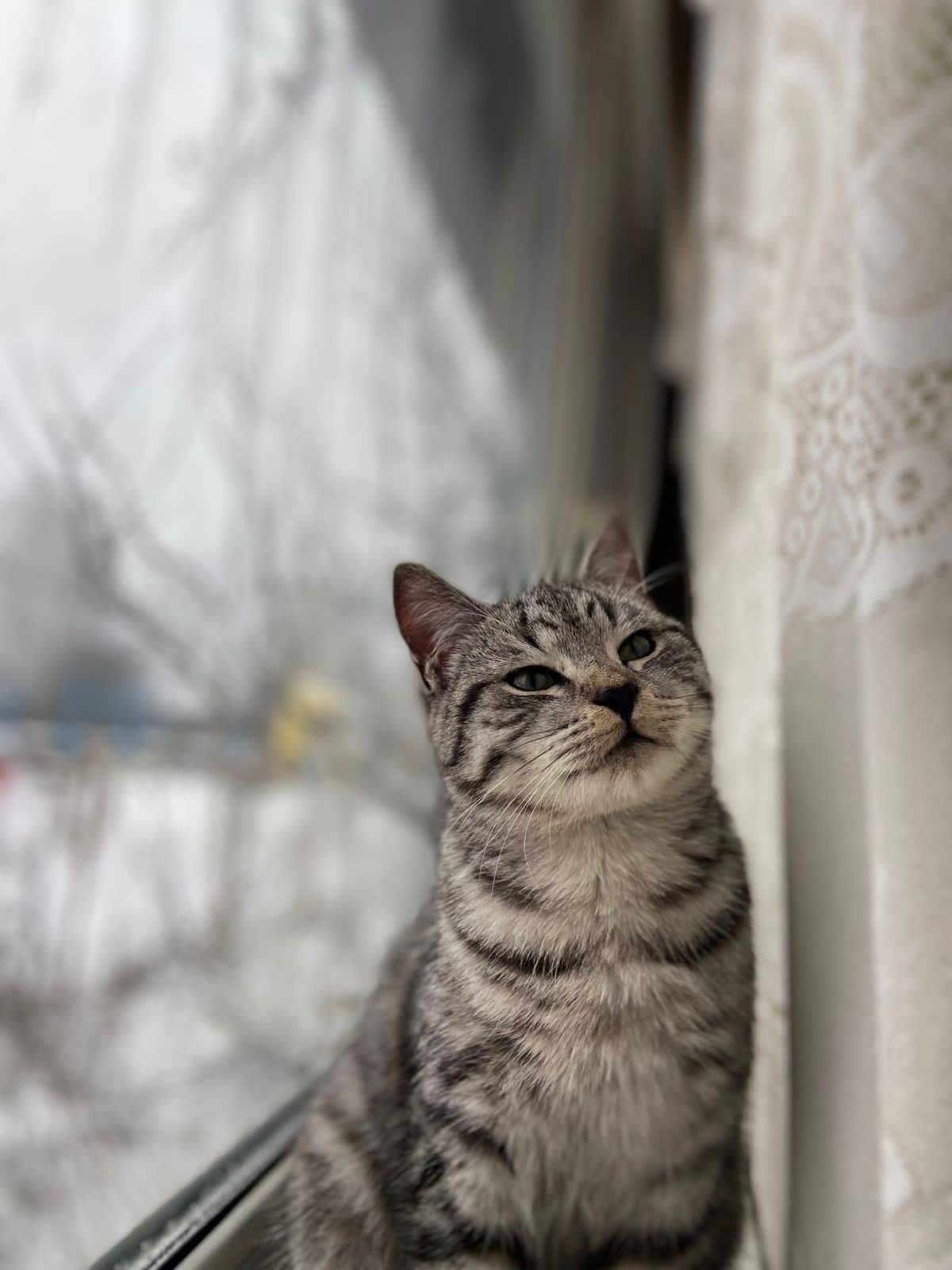 Пропал кот. Примерно 2 недели ...