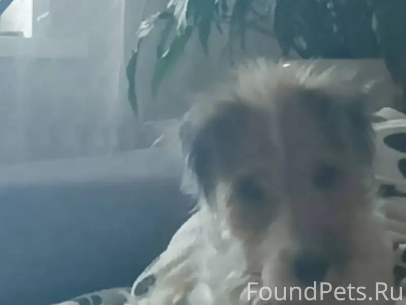 Пропала собака убежала в район...