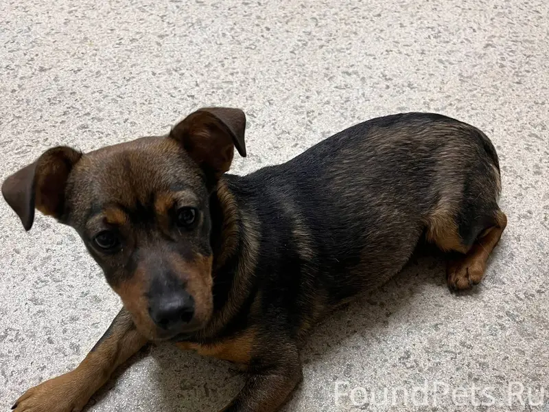 Найден щенок на проспекте Вату...