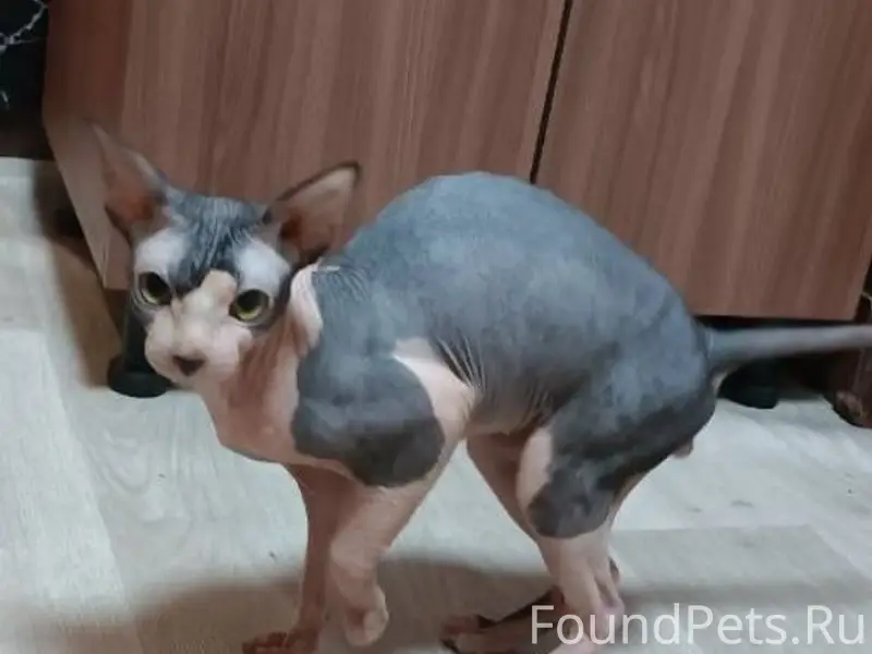 ПРОПАЛ КОТ, РАЗДОЛОВКА. +79494...