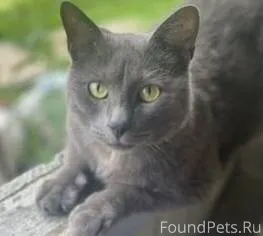 ‼️🐈‍⬛Чей потеряшка? Котик чист...