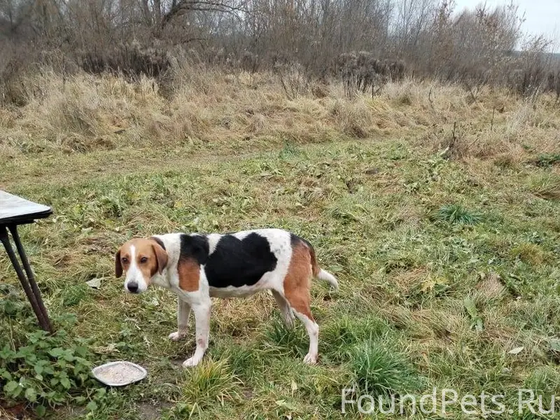 Найдена собака. Предположитель...