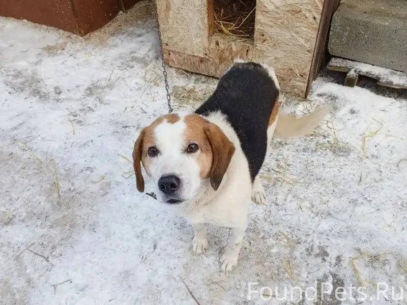 Пропала собака! Зовут Муха. Др...