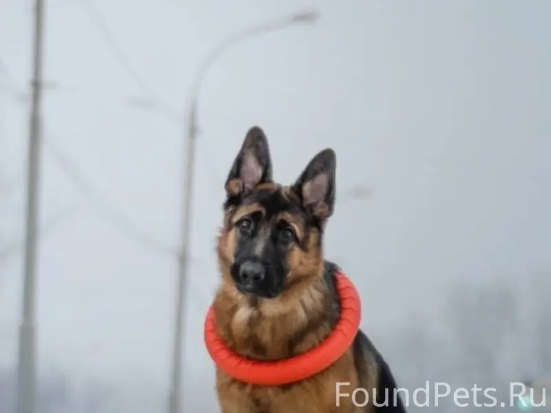 Дорогие друзья , у моих знаком...