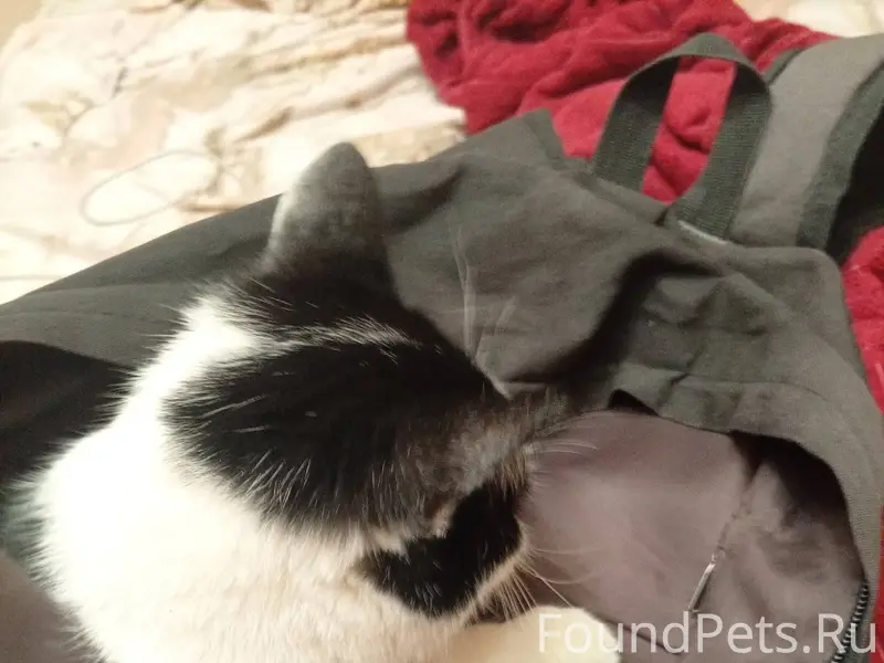 Пропал кот на улице Крупская ,...