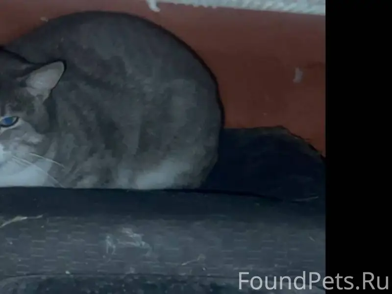 Найден кот/кошка, кто узнал св...