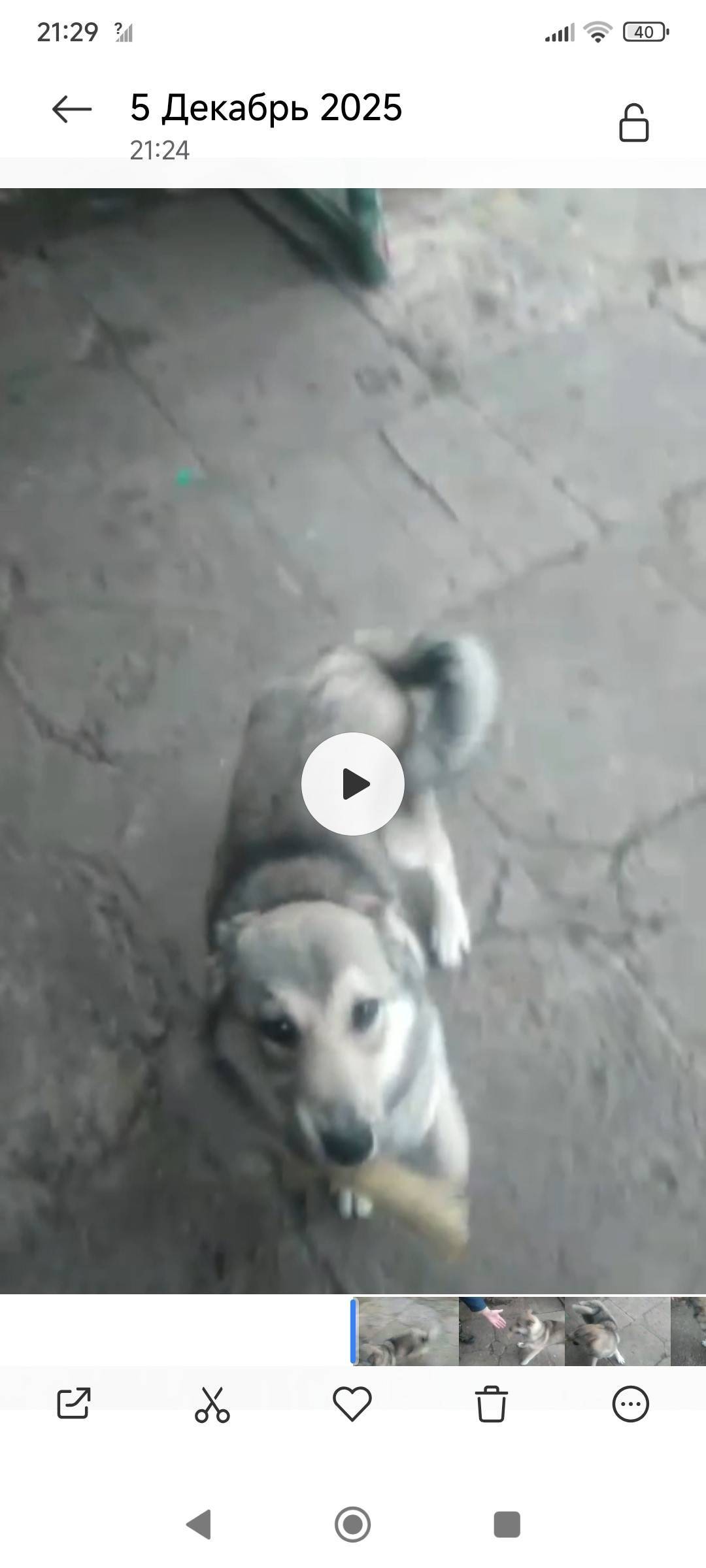 3 декабря пропала собака (кабе...