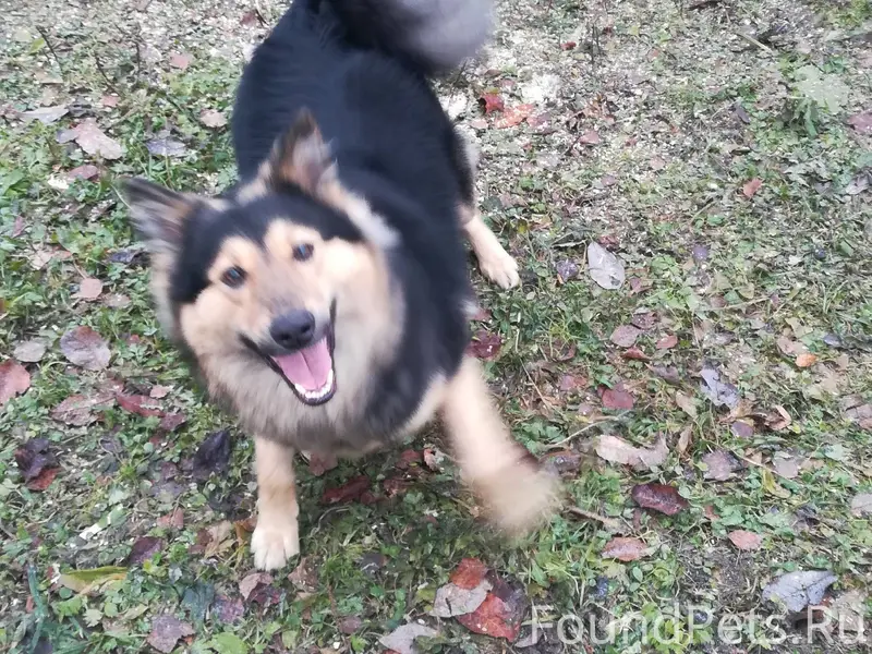Пропала собака в Плесецке. Отк...