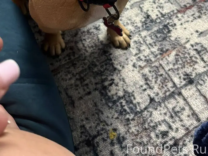 Помогите найти собаку🙏🙏🙏👇 В ра...