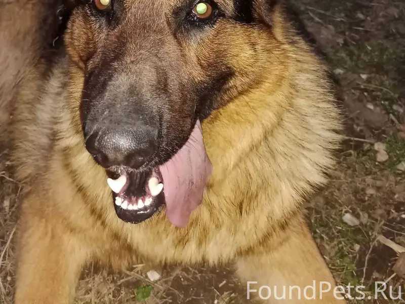 Пропала собака!!! 06.12.2025 г...