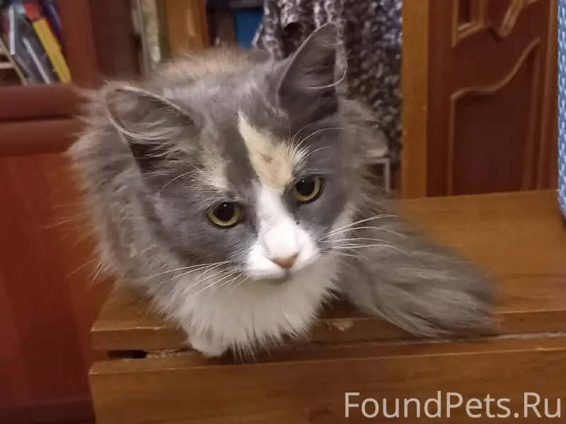 ГАТЧИНА и ЛО!!! СОС!!! Около о...