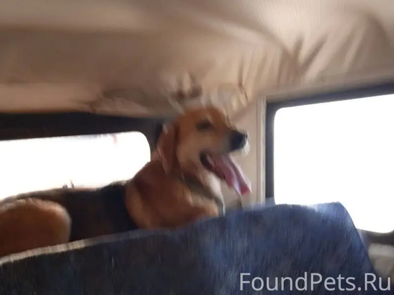 Пропала охотничья собака, кобе...