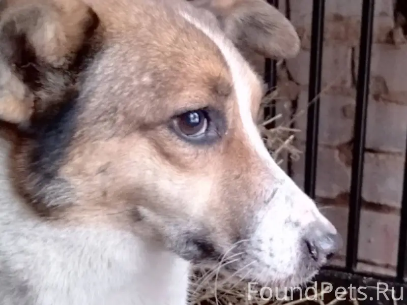 Потерялась собака. Рост ниже с...