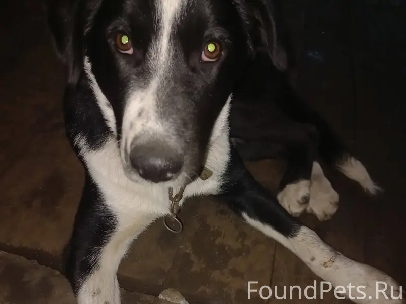 Пропала собака Возраст 7 месяц...