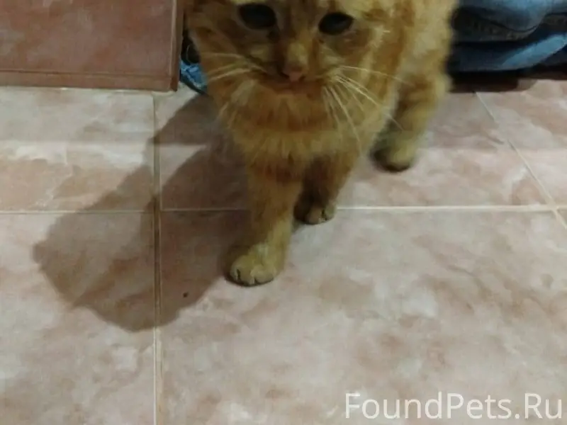 🆘🆘🆘Найдены котята выброшенные ...