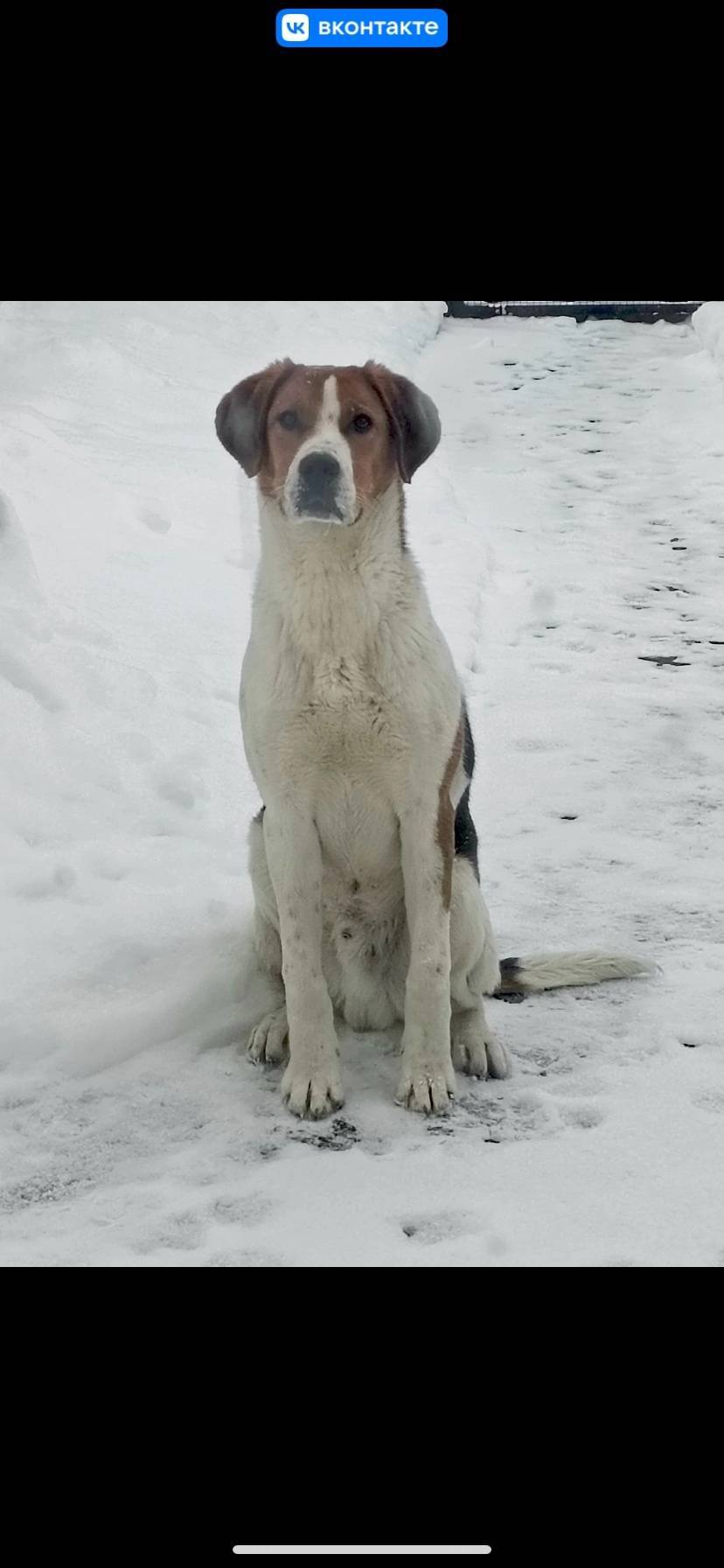 Пропала собака (Русская пегая ...