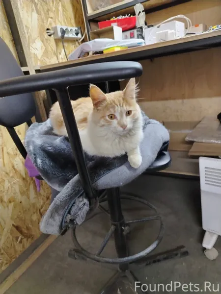 Найден котенок, хозяин отзовис...