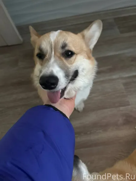 От подписчика: У кого потеряла...