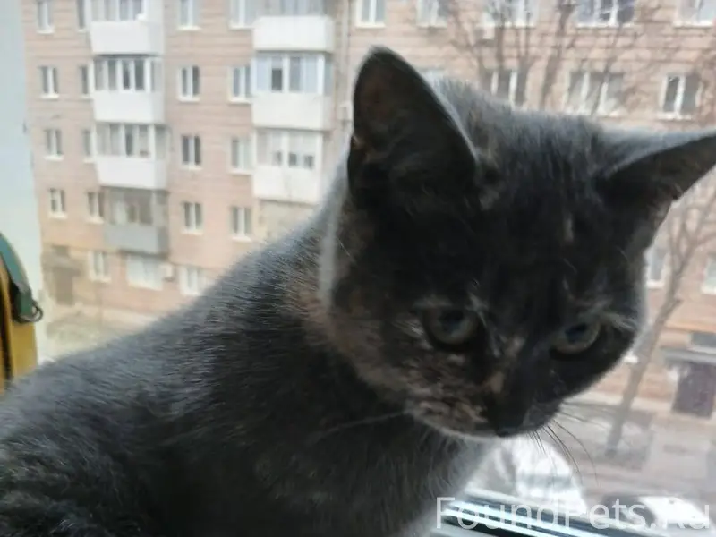 Котенок девочка была найдена п...