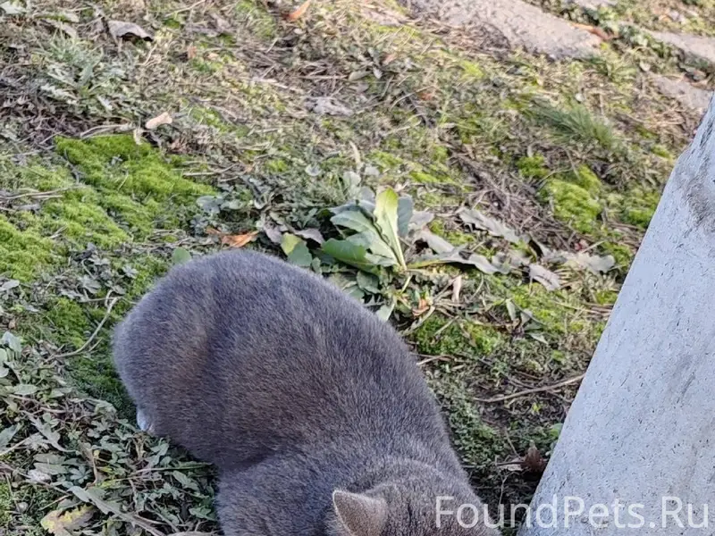 Найден кот (кошка) на кулакова...