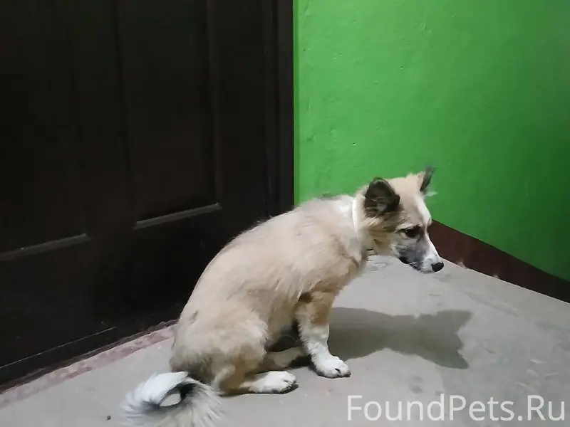 Кто потерял собаку с белым оше...